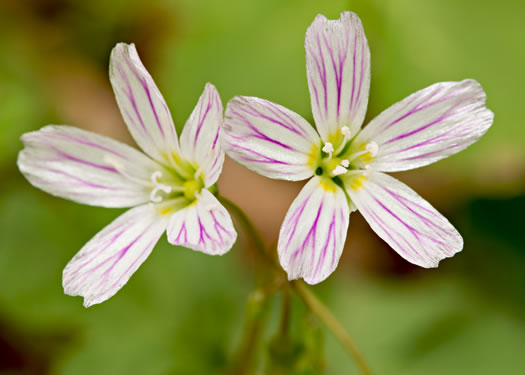 image of Claytonia caroliniana, Carolina Spring-beauty