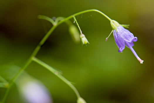 image of Campanula divaricata, Southern Harebell, Appalachian Bellflower