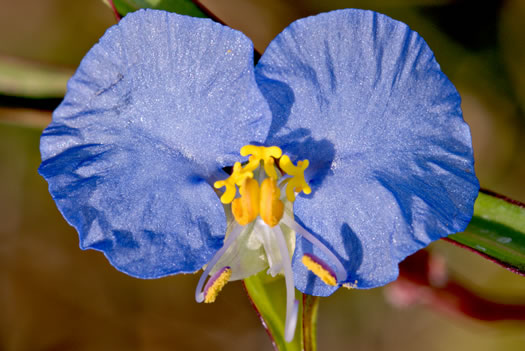image of Commelina erecta var. angustifolia, Sand Dayflower, Pineland Dayflower, Slender Dayflower