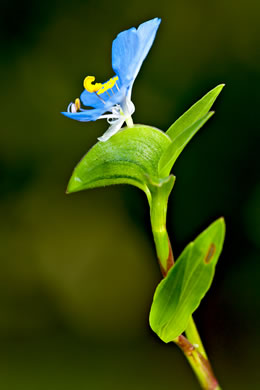 image of Commelina erecta var. angustifolia, Sand Dayflower, Pineland Dayflower, Slender Dayflower