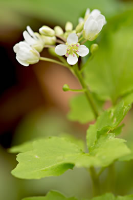 image of Cardamine flagellifera +, Blue Ridge Bittercress