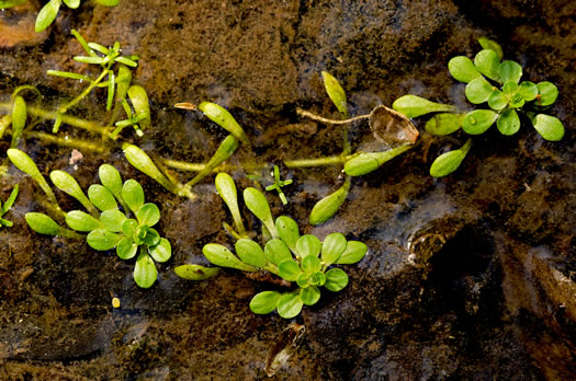 Callitriche heterophylla var. heterophylla, Waterstar, Common Water-starwort, Two-headed Water-starwort