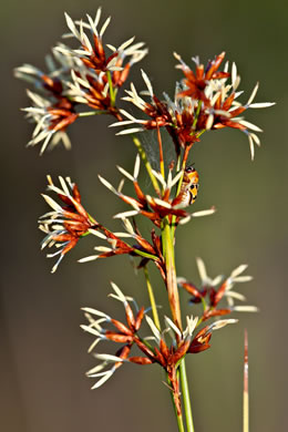 panicle