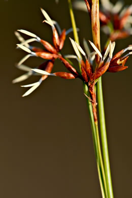 spikelet