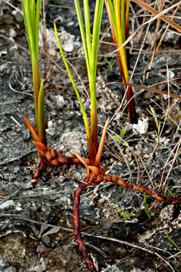 image of Cladium jamaicense, Sawgrass
