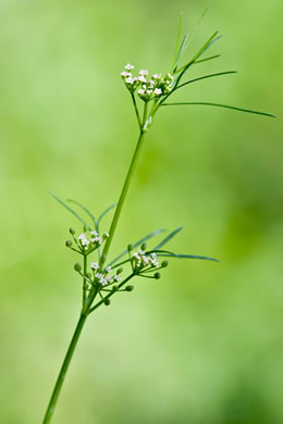 flower of Cyclospermum leptophyllum, Marsh-parsley