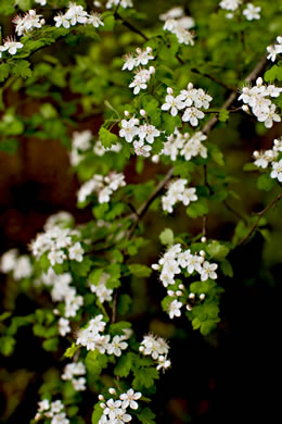 image of Crataegus marshallii, Parsley Hawthorn, Parsley Haw