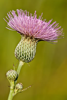 image of Cirsium nuttallii, Coastal Tall Thistle, Nuttall's Thistle