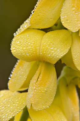 flower of Crotalaria ochroleuca, Slenderleaf Rattlebox