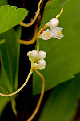 image of Cuscuta pentagona, Five-angled Dodder