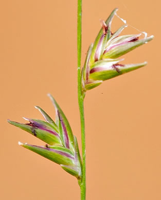flower of Chasmanthium sessiliflorum var. sessiliflorum, Longleaf Woodoats, Longleaf Spikegrass, Upland Oats