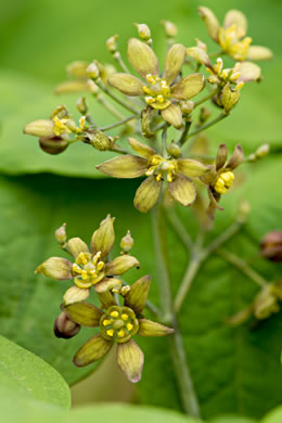 Common Blue Cohosh