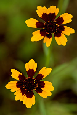 image of Coreopsis tinctoria var. tinctoria, Plains Coreopsis, Calliopsis, Garden Coreopsis, Golden Tickseed