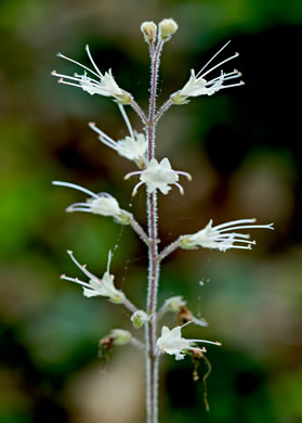 image of Collinsonia verticillata, Whorled Horsebalm