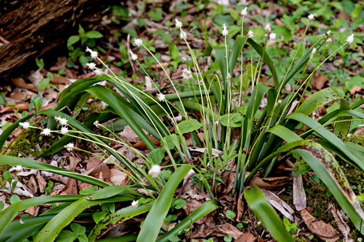 image of Carex fraseriana, Fraser's Sedge, Lily-leaf Sedge