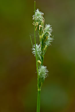 image of Carex longii, Long's Sedge