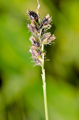 image of Cenchrus brownii, Slimbristle Sandspur