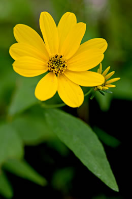 image of Coreopsis major var. rigida, Whorled Coreopsis, Stiffleaf Coreopsis, Greater Tickseed, Whorled Tickseed