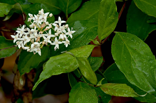 image of Swida foemina, Southern Swamp Dogwood