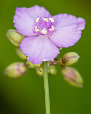 Grassleaf Roseling