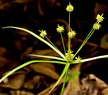 image of Cyperus croceus, Baldwin's Flatsedge