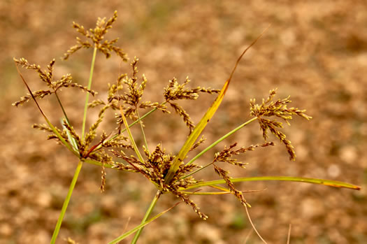 image of Cyperus iria, Rice-field Flatsedge