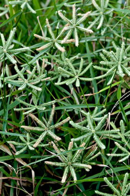 image of Dactyloctenium aegyptium, Crowfoot Grass