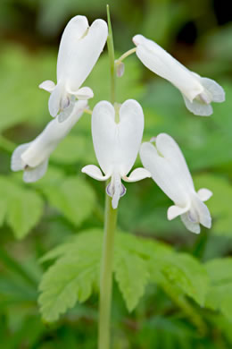 image of Dicentra canadensis, Squirrel Corn