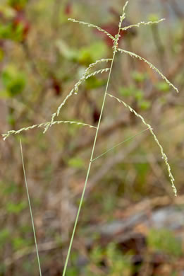 panicle