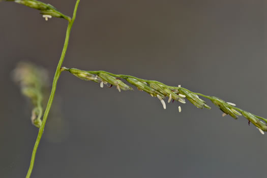 image of Disakisperma dubium, Green Sprangletop