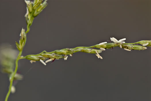 spikelet