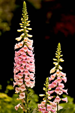 image of Digitalis purpurea, Digitalis, Common Foxglove, Purple Foxglove