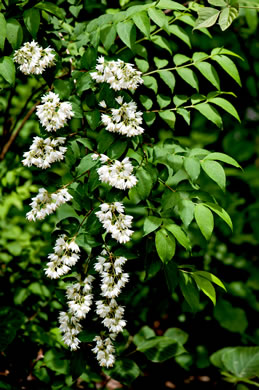 image of Deutzia crenata var. crenata, Deutzia, crenate Pride-of-Rochester