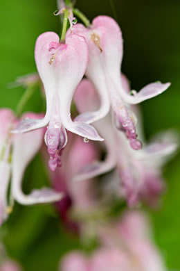 image of Dicentra eximia, Wild Bleeding Heart