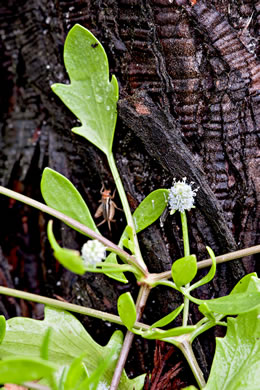 leaf or frond of Eryngium baldwinii, Baldwin's eryngo, Baldwin's button snakeroot