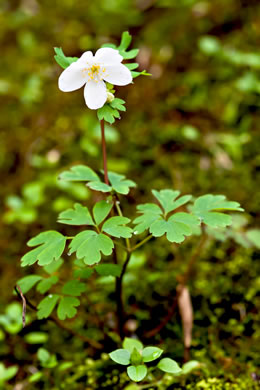 image of Enemion biternatum, False Rue-anemone, Isopyrum