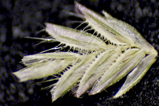 image of Eragrostis ciliaris var. ciliaris, gophertail lovegrass