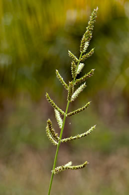 image of Echinochloa colonum, Jungle-rice