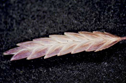 spikelet