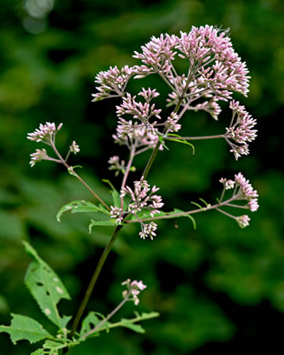 image of Eutrochium fistulosum, Hollow-stem Joe-pye-weed