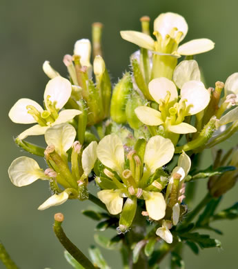 flower of Erucastrum gallicum, Common Dog-mustard, Rocket-weed, French Rocket