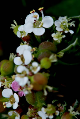 image of Euphorbia hypericifolia, graceful sandmat