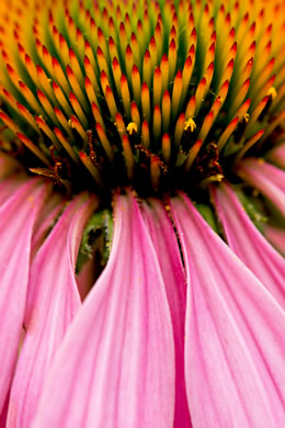 image of Echinacea purpurea, Eastern Purple Coneflower