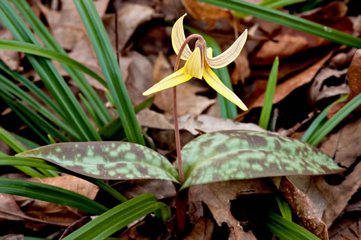 image of Erythronium umbilicatum ssp. umbilicatum, Dimpled Trout Lily, Dogtooth Violet