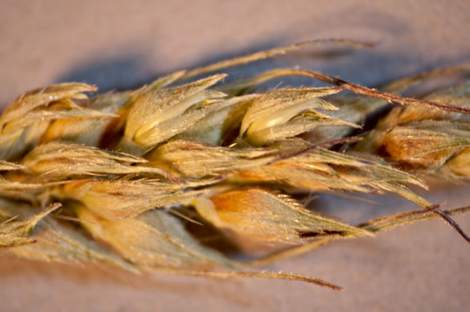 image of Echinochloa walteri, Swamp Barnyard-grass, Coast Cockspur-grass