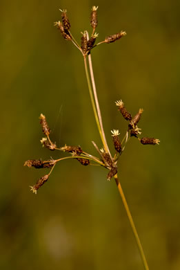 image of Fimbristylis caroliniana, Carolina Fimbry