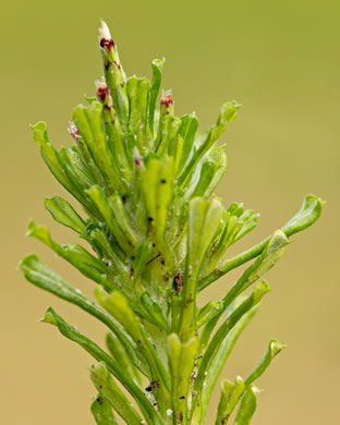 image of Facelis retusa, Trampweed, Fluffweed