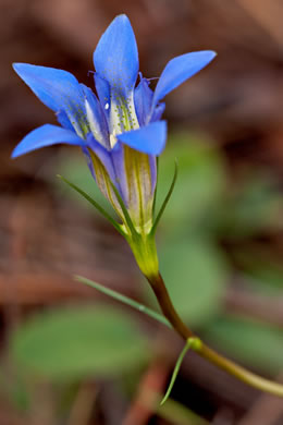 image of Gentiana autumnalis, Pinebarren Gentian, Autumn Gentian