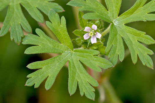 image of Geranium carolinianum, Carolina Cranesbill