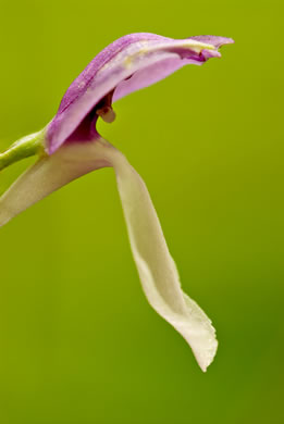 image of Galearis spectabilis, Showy Orchis